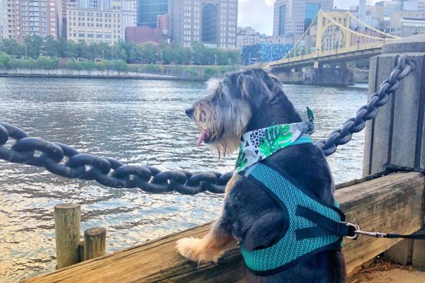 Pet Portrait Winner: Liz Grand, "River Gaze"