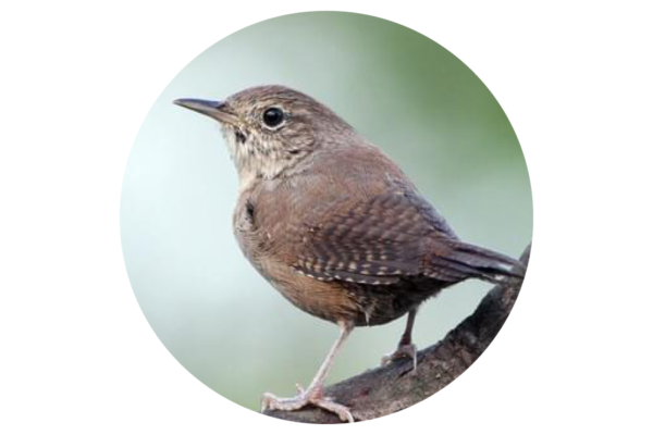 House wren
